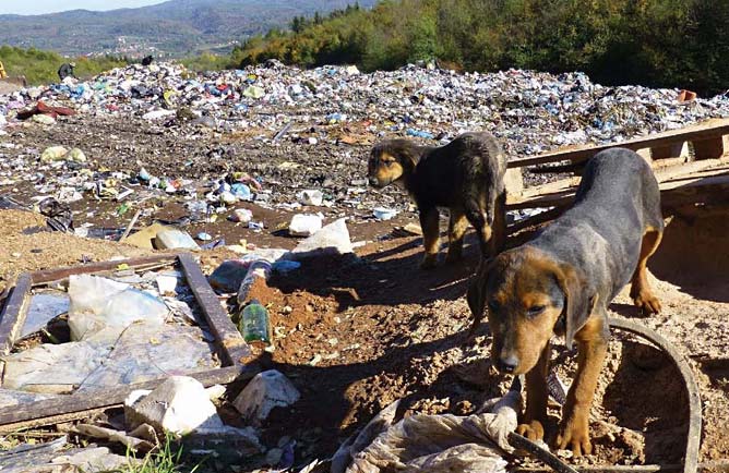 Dogs in Bosnia