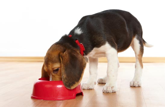 How do I stop my puppy from gulping her food?