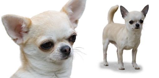 Dog Newsletter: Chihuahua (short haired)