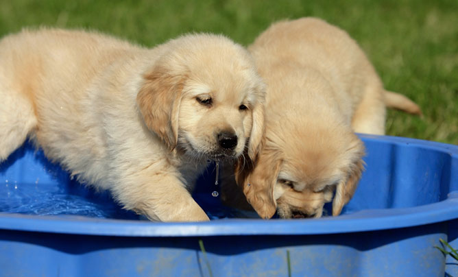 puppies in paddling pool